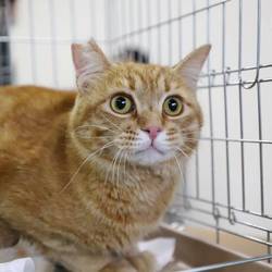 ねこの譲渡会＠京都 出町商店街 サムネイル3