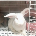 ウサギの里親さんを募集中です！