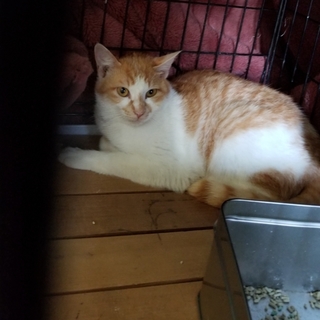 急募 お願いします 茶白くん 動画あります