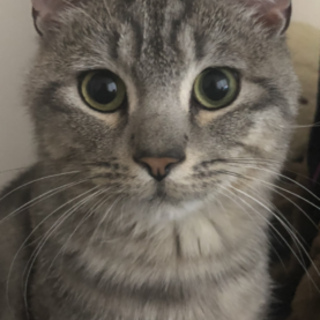 メインクーンとスコティッシュのミックス