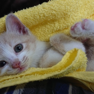 マシュマロみたいな}【ΦωΦ】{茶白の女の子
