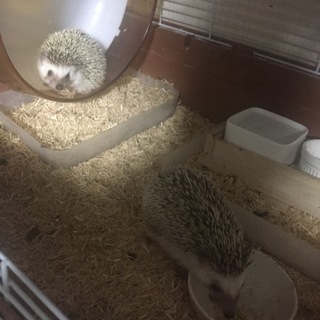 ハリネズミ メス2匹 里親決まりました。