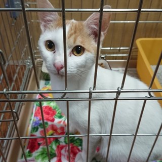 大人しそうで実は？}【ΦωΦ】{茶白の女の子