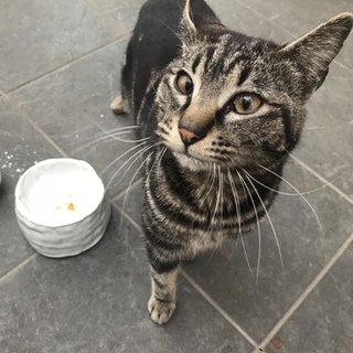 野良猫 maxresdefault.jpg?sqp=-