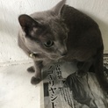 ロシアンブルーのオス