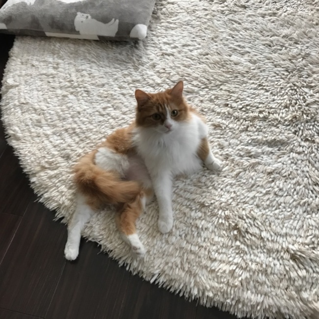 センボンのカバー写真