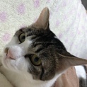性格◎ 優しいキジシロくん 里親募集中