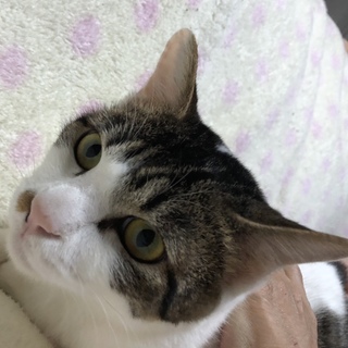 性格◎ 優しいキジシロくん 里親募集中