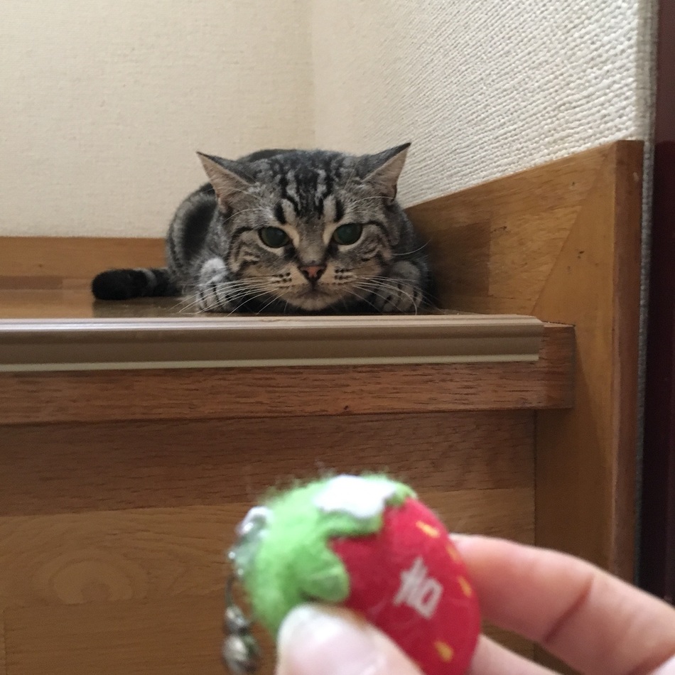 れおんのカバー写真