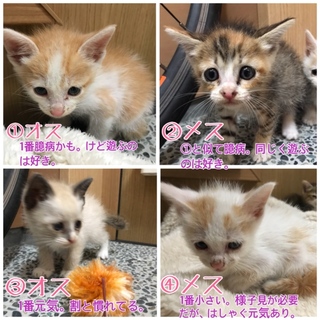 お試し可★子猫4匹保護しました★1匹でも可