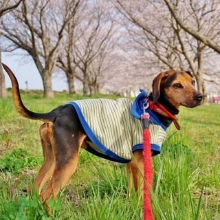 元気なビーグルの「ビータ君」です！！