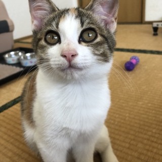 推定三ヶ月半 三毛猫ちゃん 雌