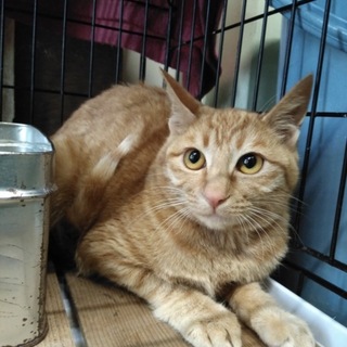 茶トラの女の子動画あります!