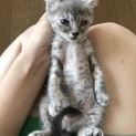 子猫里親募集