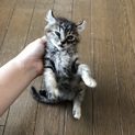 子猫里親募集
