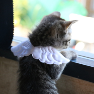 おひざのり大好き！天使の子猫マリー
