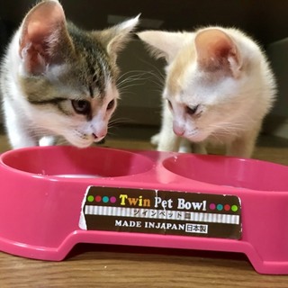 家族にして下さい！