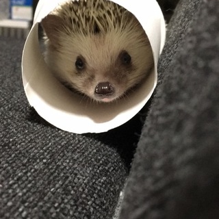 回し車が大好きなハリネズミです！
