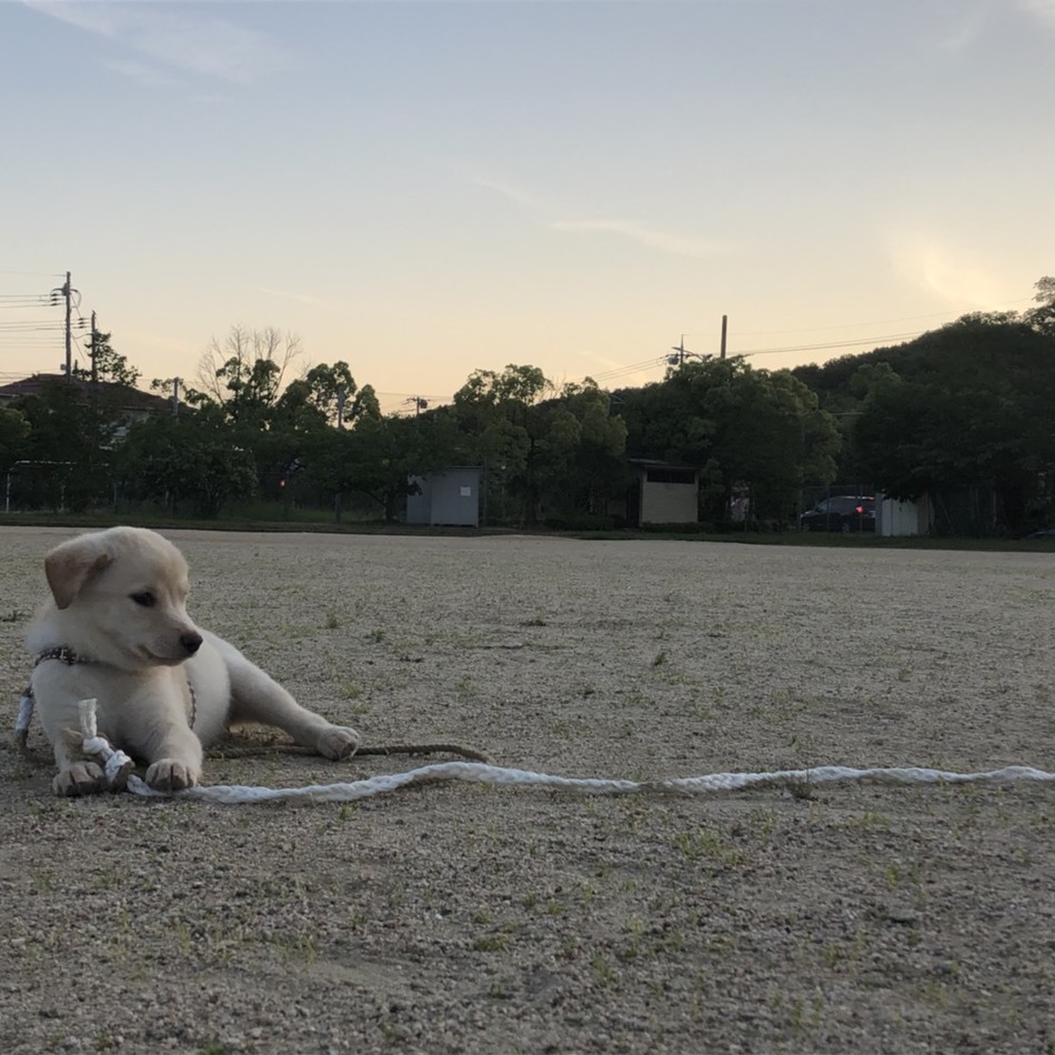 琥珀 KOHAKUのカバー写真