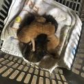 至急！子猫4匹里親募集中！
