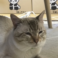 竹本小鉄