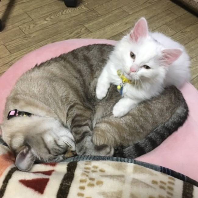 みゅうりくのカバー写真