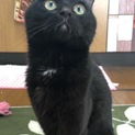 甘えん坊の黒猫グンググング