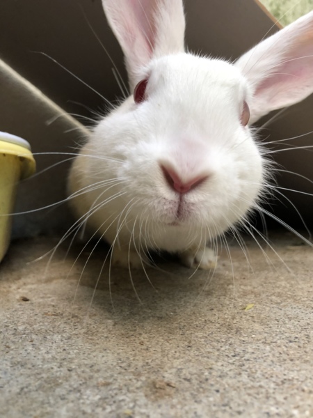 ジャパニーズホワイトのメ」沖縄県 - 小動物の里親募集