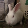 ジャパニーズホワイトのメスの里親さん募集中です！ サムネイル3