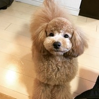 マシュ