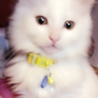てん