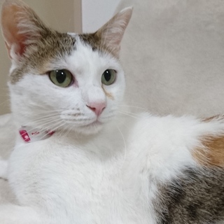 男前なミカサ姐さん