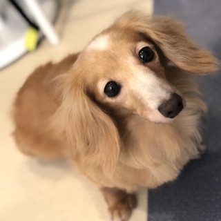 ダックスフンドのクッピーちゃん