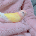 アキクサインコルチノー生後11ヶ月です