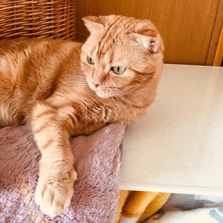 スコティッシュの女の子です！