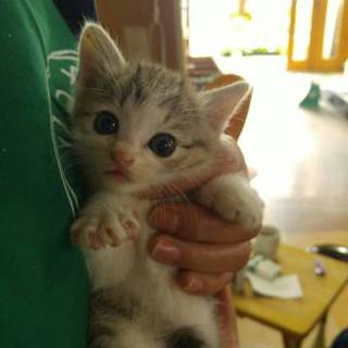 可愛い子猫ちゃん