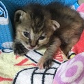 子ネコの里親さん募集