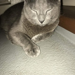 温厚なロシアンブルー