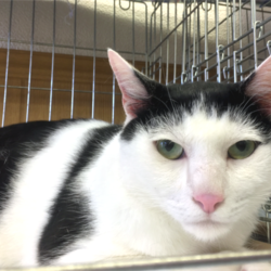 猫の譲渡会　名古屋市守山区 サムネイル2