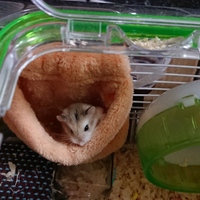 きなこ