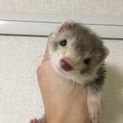 パスバレー ミッドシルバー 女の子