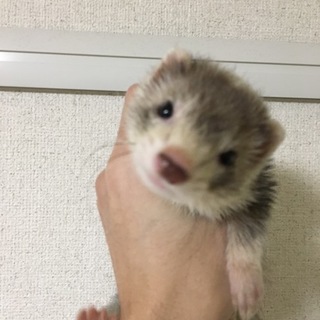 パスバレー ミッドシルバー 女の子