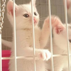 いばらきいきものねっと 猫の譲渡会