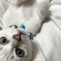 レイ