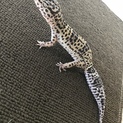 ヒョウモントカゲモドキ♂(マックスノー)里親募集中