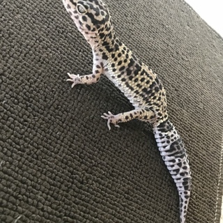 ヒョウモントカゲモドキ♂(マックスノー)里親募集中