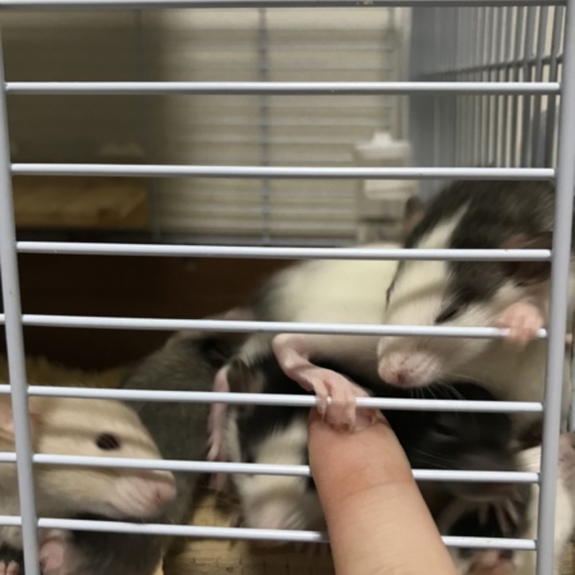 ショウヘイ@のカバー写真