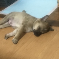 てつお