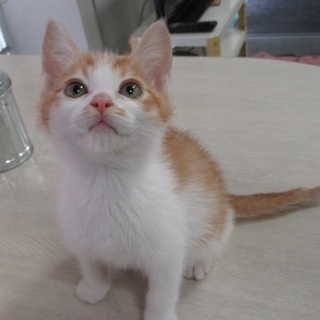 茶白「アポロ」くん　２か月