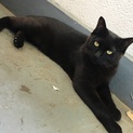 急募！1歳黒猫メス